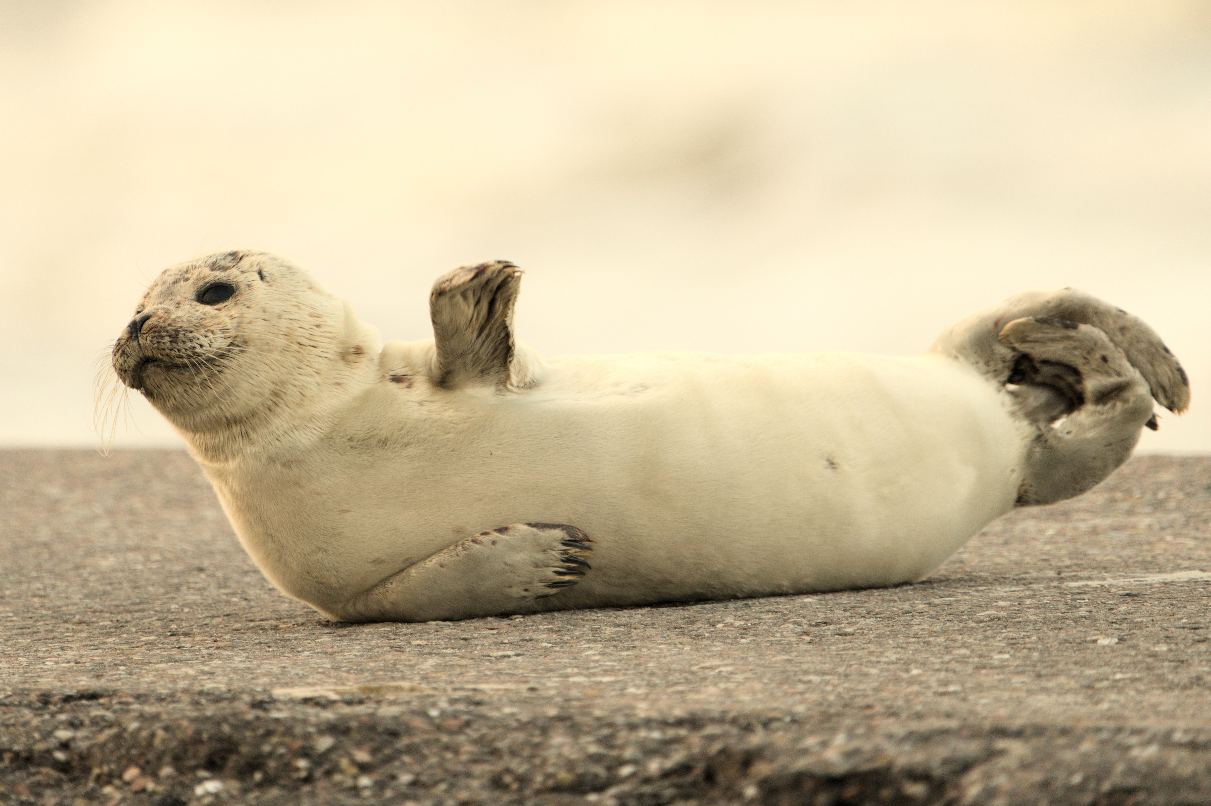 Seal on a beach